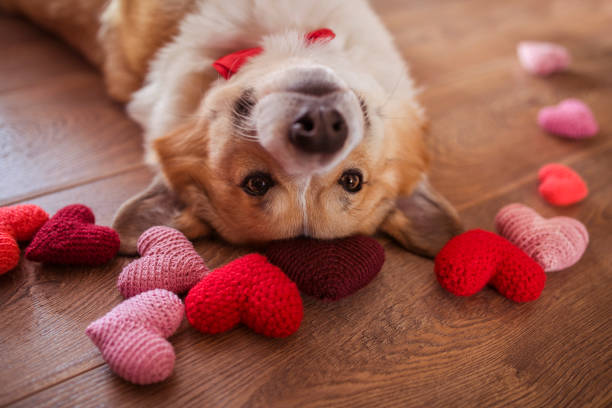 "Best joint supplements for dogs - Golden retriever with supplement bottle and treats"