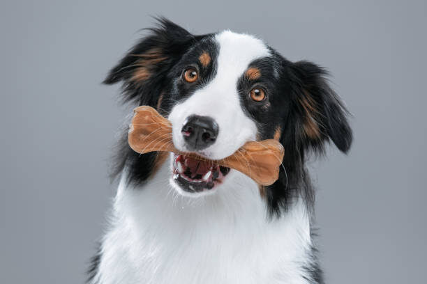 Best Dog Training Treats 2025 Guide