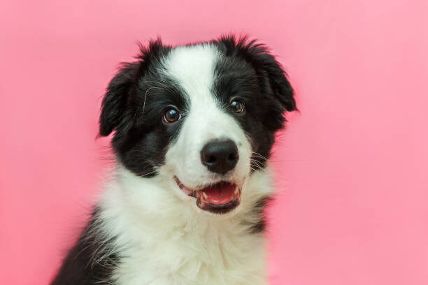 best joint supplements for dogs