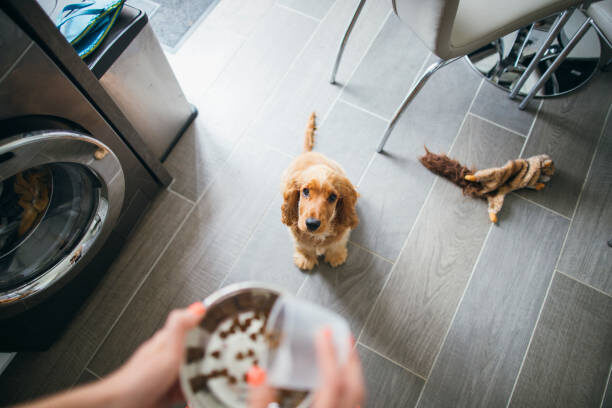 Best dog food for sensitive stomach
