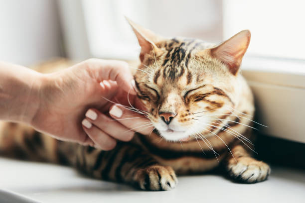 Elevator Butt Cat: Why Your Cat Lifts Her Rear When You Pet Her