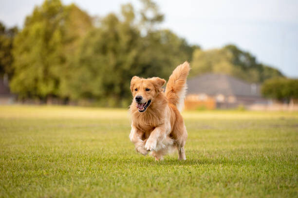 Dog Weight Loss Plan