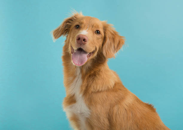 "Best joint supplements for dogs - Golden retriever with supplement bottle and treats"
