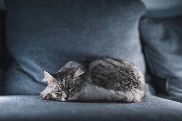 how to trim cat nails