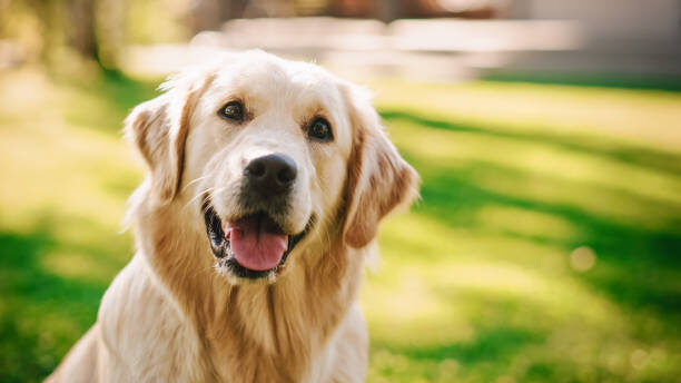 Best Dog Training Treats 2025 Guide