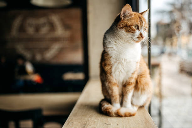 how to trim cat nails