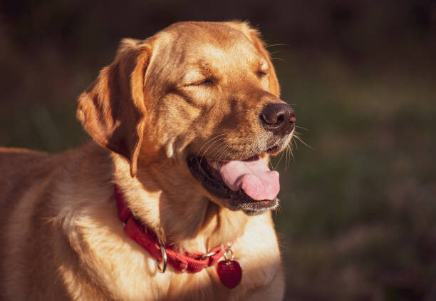 Best Dog Training Treats 2025 Guide