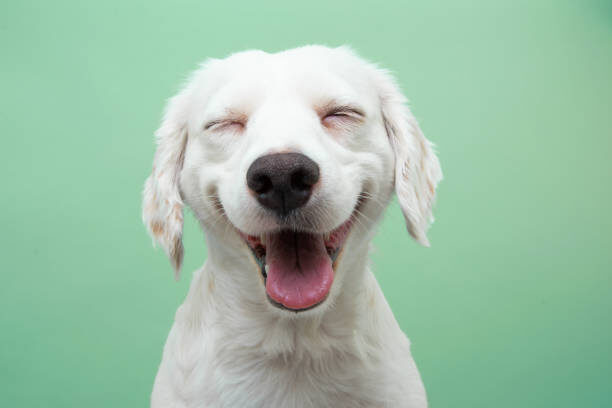 "Best joint supplements for dogs - Golden retriever with supplement bottle and treats"