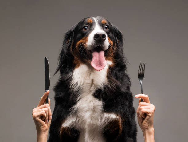 Senior golden retriever with gray muzzle next to healthy dog food bowls representing affordable senior dog nutrition in the United States