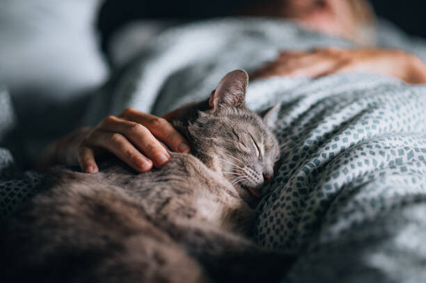 get rid of cat smell