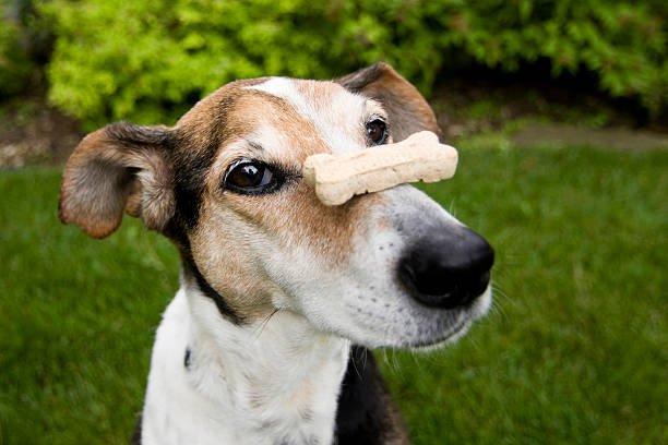 Best Dog Training Treats 2025 Guide