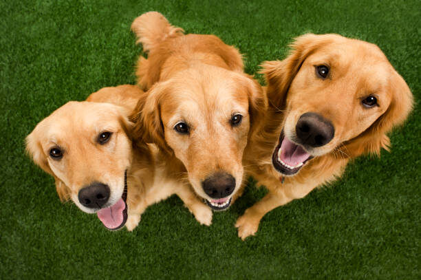 Dog Weight Loss Plan