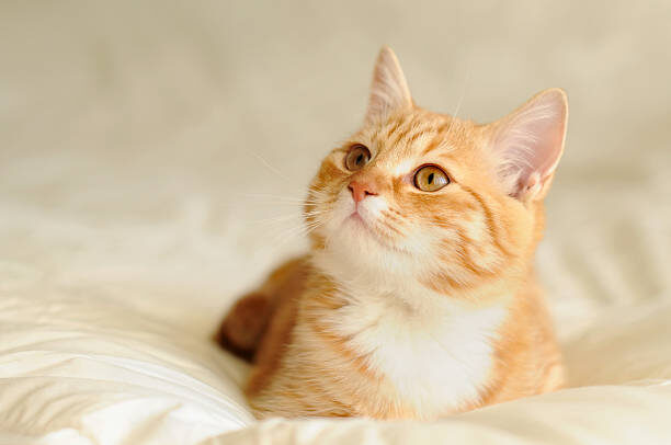 how to trim cat nails