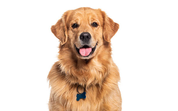 "Best joint supplements for dogs - Golden retriever with supplement bottle and treats"