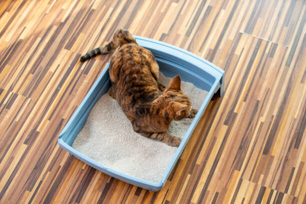cat sleeping in litter box