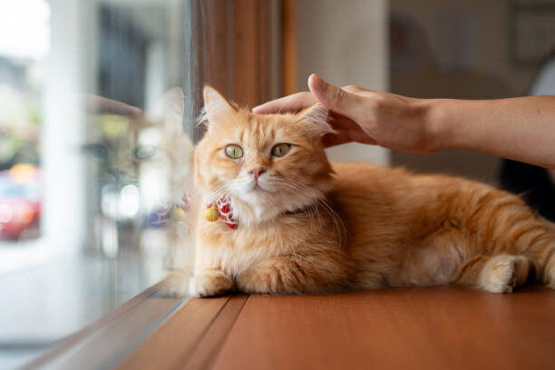 how to trim cat nails