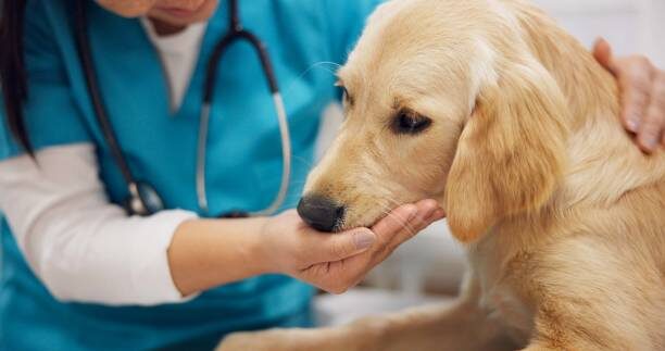 Best dog food for sensitive stomach