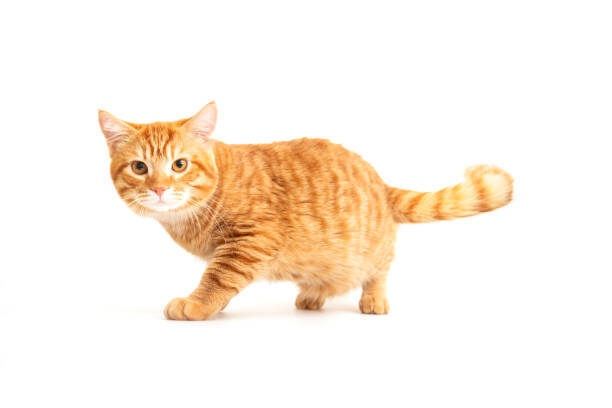how to trim cat nails