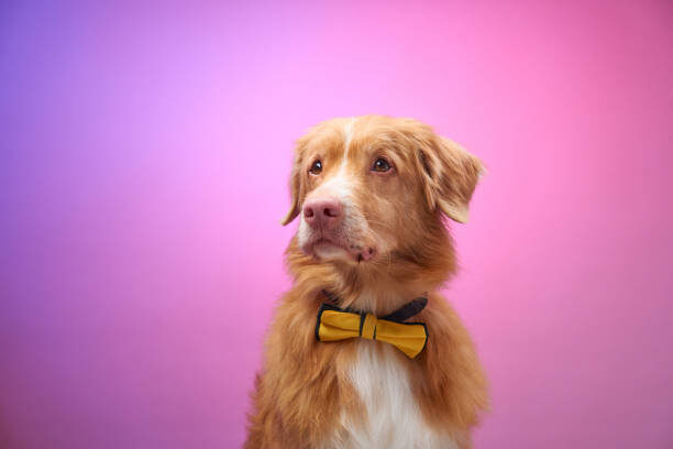 Senior golden retriever with gray muzzle next to healthy dog food bowls representing affordable senior dog nutrition in the United States