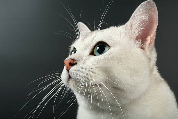 how to trim cat nails