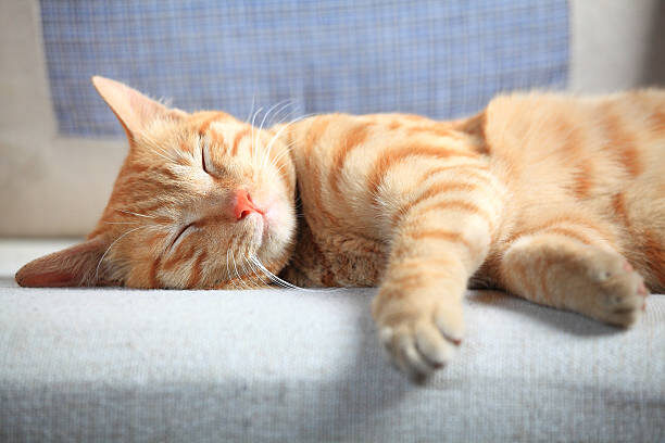 how to trim cat nails