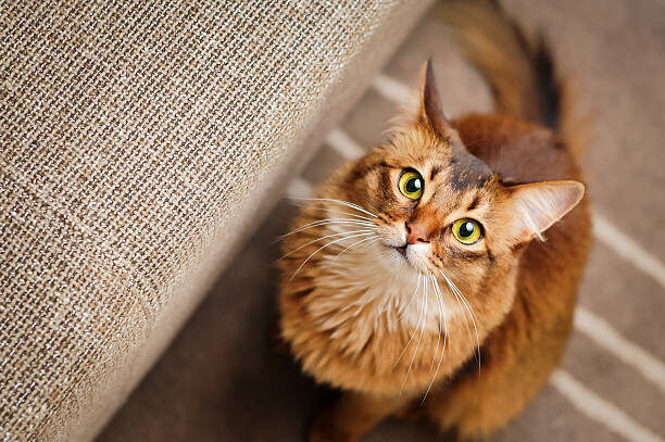 how to trim cat nails