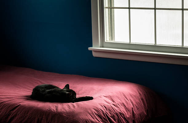 How to Stop a Cat Waking Me Up at 4AM
