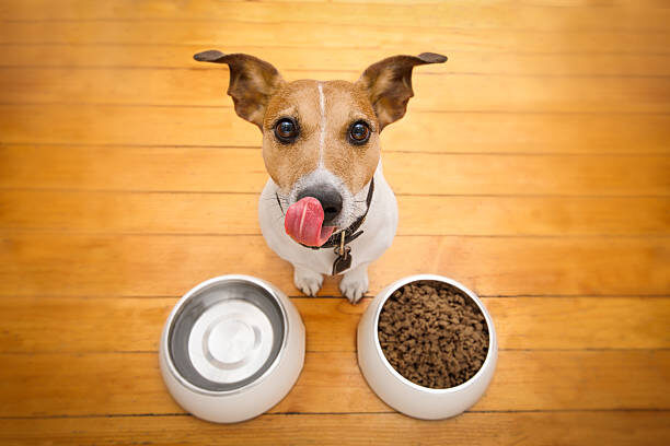 Dog Weight Loss Plan