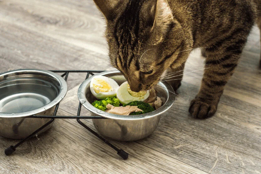 can cats eat eggs